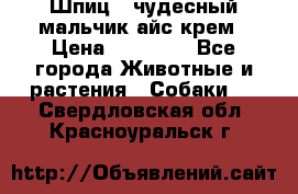 Шпиц - чудесный мальчик айс-крем › Цена ­ 20 000 - Все города Животные и растения » Собаки   . Свердловская обл.,Красноуральск г.